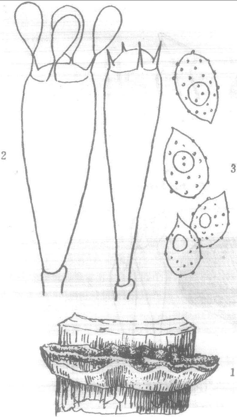 1.榛色赖特卧孔菌 (图6)